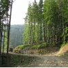 ForestRoad